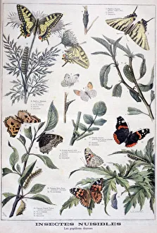 Harmful Prints: Harmful insects: daylight butterflies, 1897. Artist: F Meaulle