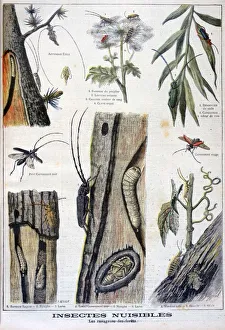 Harmful Prints: Harmful insects that are destructive to forests, 1897. Artist: A Clement