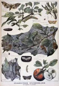 Harmful Prints: Harmful insects: moths that damage apple trees, 1897. Artist: F Meaulle