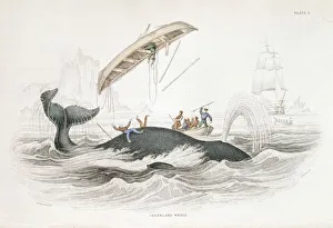 Conservation Prints: Harpooning a Greenland Whale which has tossed one of the attacking boats