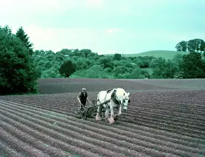 Plough Prints: Harrowing on a farm in Worcestershire, c1955-1970. Creator: Arthur Charles Kirby Ware
