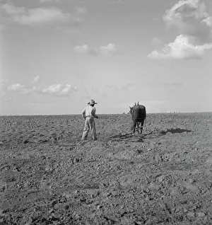 Harrowing Prints: Harrowing, West Texas, 1937. Creator: Dorothea Lange