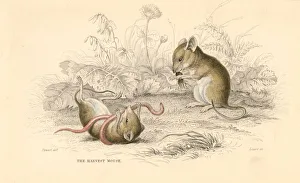 Harvest mouse (Micromys minutus) of the Old World, 1828