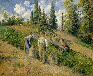 The Harvest, Pontoise (La Recolte, Pontoise), 1881. Creator: Camille Pissarro