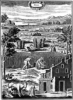 Reaping Prints: Harvest time, 1762