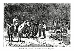 Neuville Collection: Harvesting the coffee, Brazil, 19th century. Artist: A de Neuville