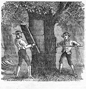 Cork Prints: Harvesting Cork, pub. 1885 (engraving), 1885. Creator: French School (19th Century)