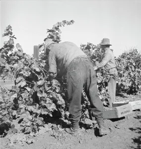 Vineyard Prints: Harvesting grapes near La Monte [i