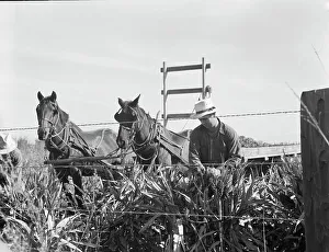 Crop Prints: Harvesting milo maize, Tulare County, California, 1938. Creator: Dorothea Lange