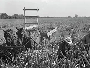 Crop Prints: Harvesting milo maize, Tulare County, California, 1938. Creator: Dorothea Lange