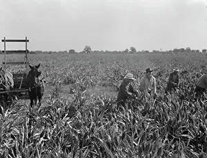 Crop Prints: Harvesting milo maize, Tulare County, California, 1938. Creator: Dorothea Lange