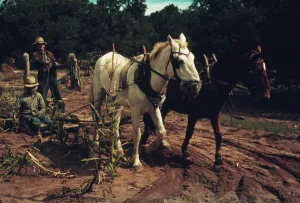 Sweet Corn Prints: Harvesting new corn from the field of Jim Norris