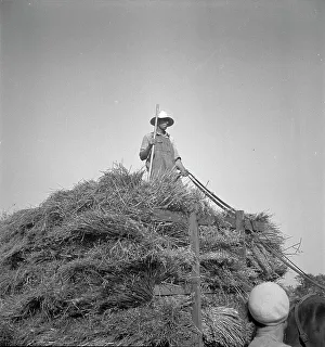 Cereal Prints: Harvesting oats, Clayton, Indiana, 1936. Creator: Dorothea Lange