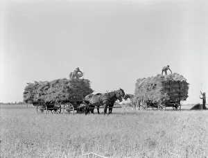 Cereal Prints: Harvesting oats, Clayton, Indiana, 1936. Creator: Dorothea Lange