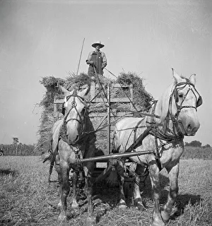 Cereal Prints: Harvesting oats, Clayton, Indiana, south of Indianapolis, 1936. Creator: Dorothea Lange