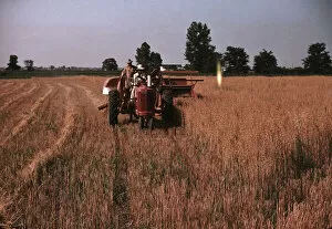 Wolcott Marion Post Gallery: Harvesting oats, southeastern Georgia?, ca. 1940. Creator: Marion Post Wolcott
