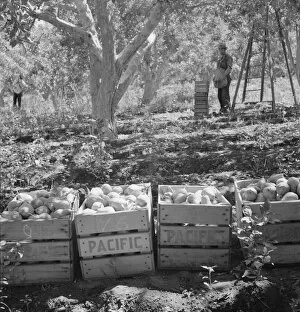 Harvesting pears, Pleasant Hill Orchards, Yakima Valley, Wahington, 1939. Creator: Dorothea Lange