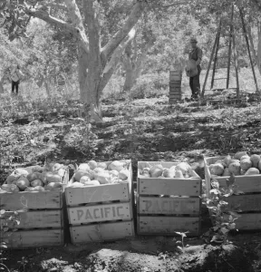 Harvesting pears, Pleasant Hill Orchards, Yakima Valley, Wahington, 1939. Creator: Dorothea Lange Harvesting pears, Pleasant Hill Orchards, Yakima Valley, Wahington, 1939. Creator: Dorothea Lange