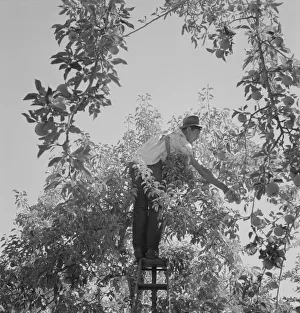 Harvesting pears requires agility and balance, Yakima Valley, Wahington, 1939. Creator: Dorothea Lange Harvesting pears requires agility and balance, Yakima Valley, Wahington, 1939. Creator: Dorothea Lange