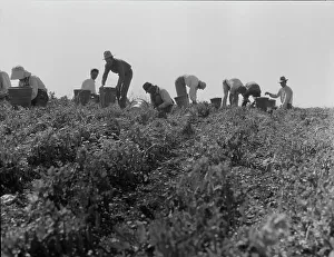 Back Breaking Prints: Harvesting peas requires large crews of migratory labor