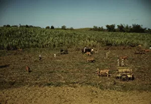 Oxen Collection: Harvesting sugar cane in a burned field, vicinity of Guanica, Puerto Rico. 1942