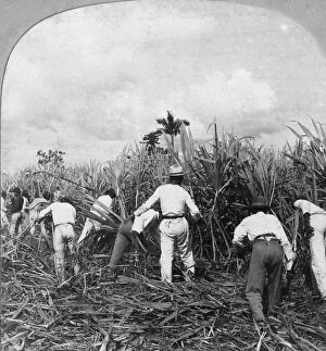 Sugar Plantation Collection: Harvesting sugar cane, Rio Pedro, Porto Rico, 1900. Artist: BL Singley