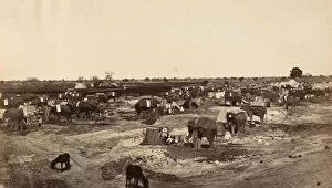 Elephants Gallery: Hatti Kana-The Elephant Camp, 1858-61. Creator: Unknown