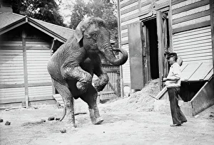 Trainer Prints: Hattie the elephant and Bill Snyder, between c1910 and c1915. Creator: Bain News Service