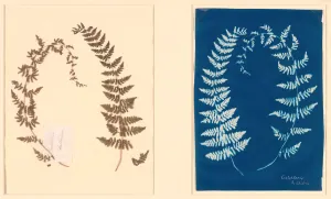 From the Hatton Fern Album, c. 1850. Creator: Anon