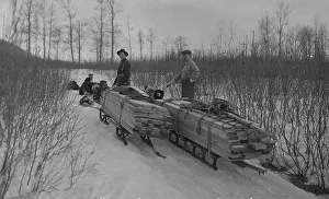Dog Sled Prints: Hauling lumber by dog sleds, between c1900 and c1930. Creator: Unknown