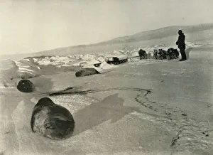 Hauling Seal Meat for the Winter Quarters, c1908, (1909) Hauling Seal Meat for the Winter Quarters, c1908, (1909)