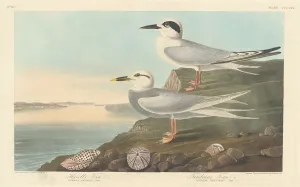 Sternidae Prints: Havells Tern and Trudeaus Tern, 1838. Creator: Robert Havell