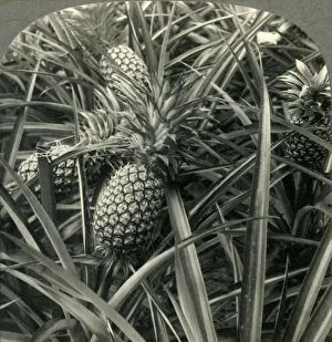 Hawaii Prints: Hawaiian Pineapple, the King of Fruits, Ready for Picking, c1930s. Creator: Unknown