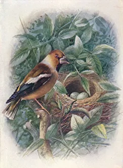 Hawfinch - Coccothraus tes vulga ris, c1910, (1910). Artist: George James Rankin