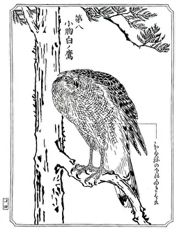 Kawanabe Kyosai Prints: A hawk, 1898. Artist: Kawanabe Kyosai