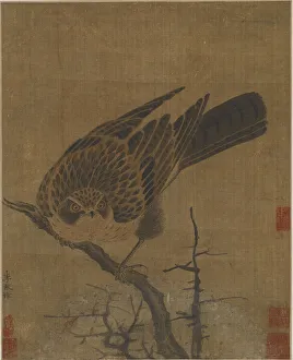 Hawk on a leafless branch, Possibly Yuan dynasty, 1279-1368. Creator: Unknown Hawk on a leafless branch, Possibly Yuan dynasty, 1279-1368. Creator: Unknown