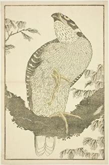 Branch Gallery: Hawk, from The Picture Book of Realistic Paintings of Hokusai (Hokusai shashin gafu)