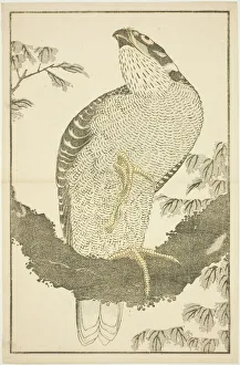 Hokusai Shashin Gafu Prints: Hawk, from The Picture Book of Realistic Paintings of Hokusai (Hokusai shashin gafu)