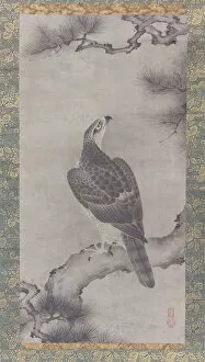 Hawk on a Pine (Shoo zu), 16th century. Creator: Kano Yukinobu