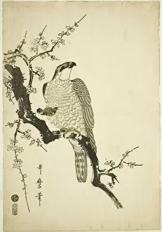 Branch Gallery: Hawk on a Plum Branch, Japan, 1800. Creator: Kitagawa Utamaro