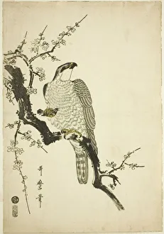 Blossom Prints: Hawk on a Plum Branch, Japan, 1800. Creator: Kitagawa Utamaro