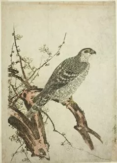 Branch Gallery: Hawk on a Plum Branch, Japan, c. 1796 / 1804. Creator: Kitagawa Utamaro
