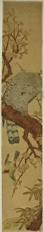 Perched Gallery: Hawk on Plum Branch Looking Down at Fleeing Bird, c. 1775. Creator: Isoda Koryusai