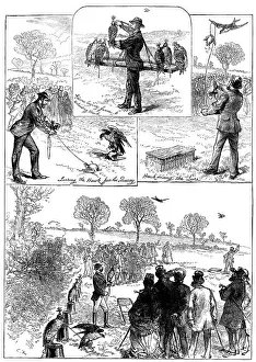 Pigeons Prints: Hawking at Hendon, 1871. Creator: Unknown
