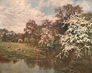 Hawthorn Blossoms, c1899, (c1902). Creator: Unknown