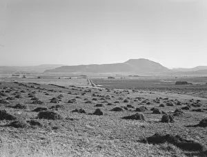 Hay and clover, pasture land, corn land, grain land, Sunset Valley, Malheur County, Oregon, 1939. Creator: Dorothea Lange