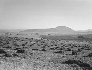 Plains Collection: Hay and clover, pasture land, corn land, grain land, Sunset Valley, Malheur County, Oregon, 1939