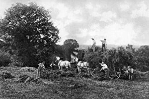 Images Dated 8th September 2007: Haymaking, 1911-1912.Artist: Sprague & Co