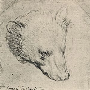 Hitchcock Gallery: Head of a Bear, c1480 (1945). Artist: Leonardo da Vinci