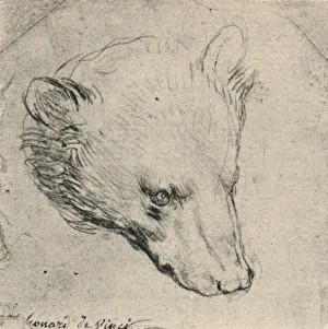Sketchbook Prints: Head of a Bear, c1480 (1945). Artist: Leonardo da Vinci